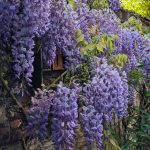 Photo d'une glycine en fleurs