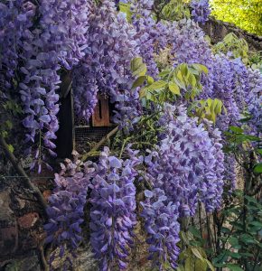 Photo d'une glycine en fleurs