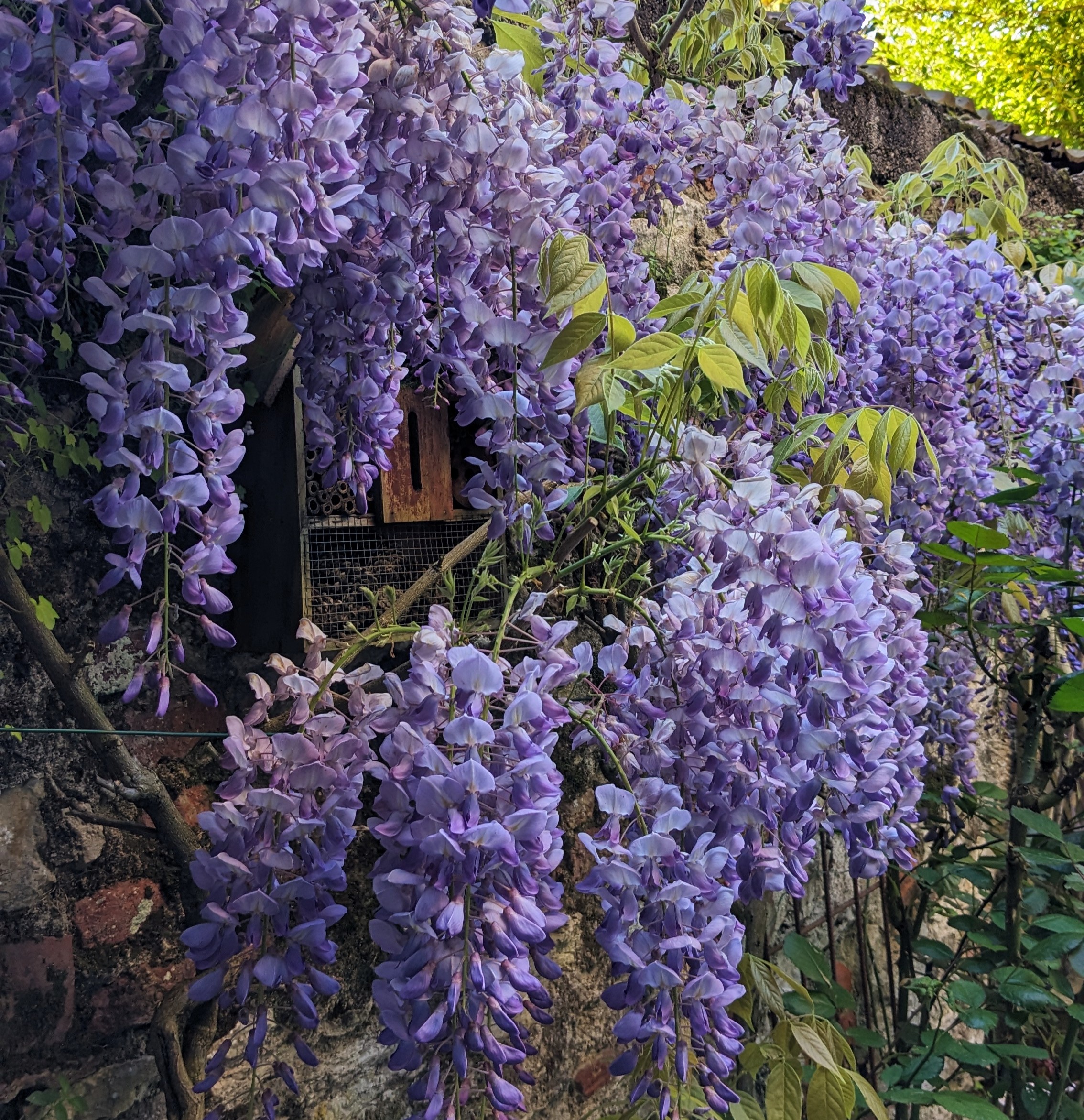 Photo d'une glycine en fleurs